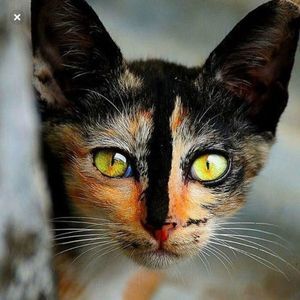 Meet your Posher, Fredis